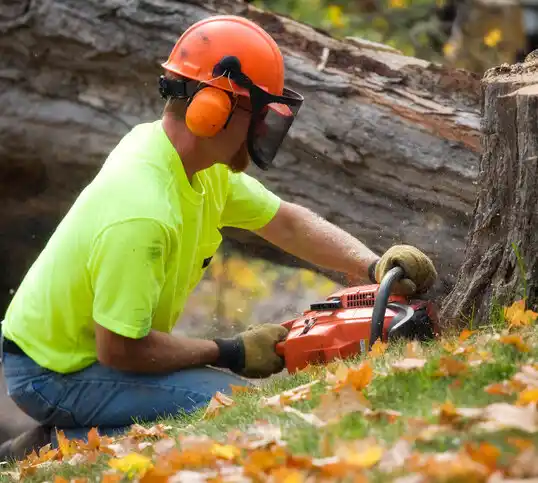 tree services Harrington Park